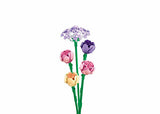 sulban Peony